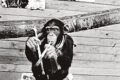 Lo scimpanzé artista